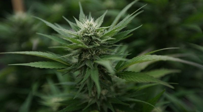 GOP-Led Wisconsin Committee Cuts Governor's Marijuana Legalization Proposal From Budget