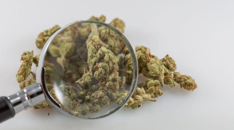 Kentucky Auditor Says Democrats' Medical Marijuana Investigation Records Requests Are 'Intimidation Tactics'