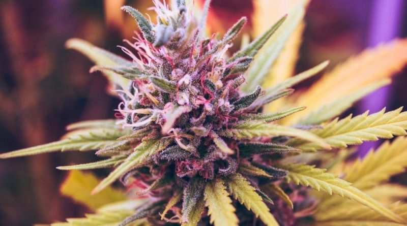 Mississippi Indian Tribe Schedules Hearings Ahead Of Vote To Legalize Marijuana Within Its Territory Next Month