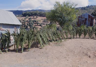 Morocco: The World’s Largest Hash Exporter