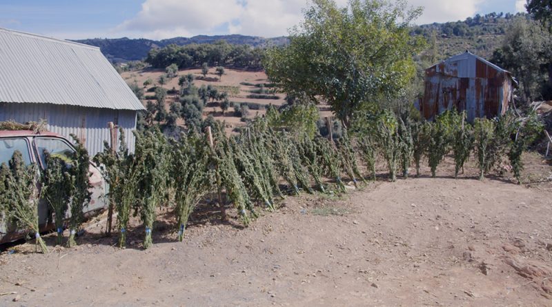 Morocco: The World’s Largest Hash Exporter