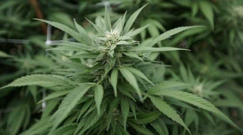 Nevada Lawmakers Weigh Bill To Stop Disqualifying Foster Parents' Eligibility Over Marijuana