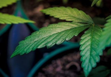 Pennsylvania Lawmakers Will Vote On Bill To Legalize Marijuana Sales Through A System Of State-Run Stores Today