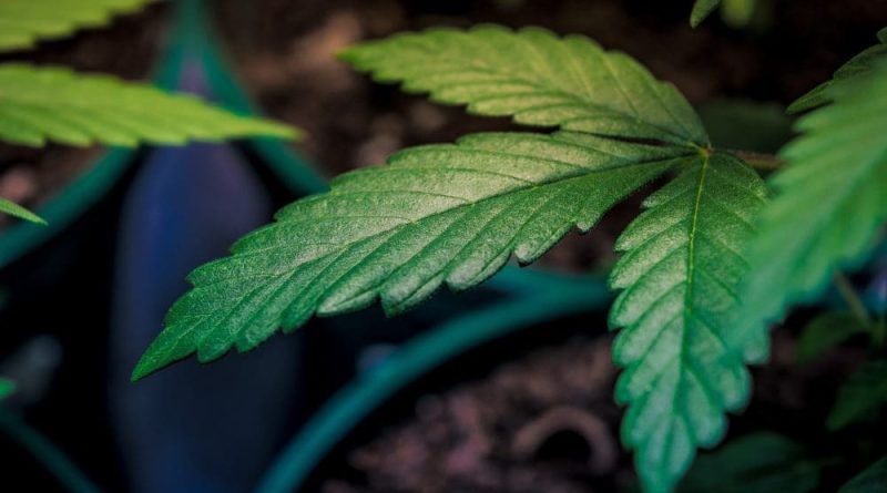 Pennsylvania Lawmakers Will Vote On Bill To Legalize Marijuana Sales Through A System Of State-Run Stores Today