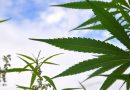 Pennsylvania Officials Are Surveying Marijuana Businesses Across The U.S. As Lawmakers Consider Enacting Legalization This Session