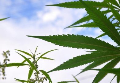Pennsylvania Officials Are Surveying Marijuana Businesses Across The U.S. As Lawmakers Consider Enacting Legalization This Session