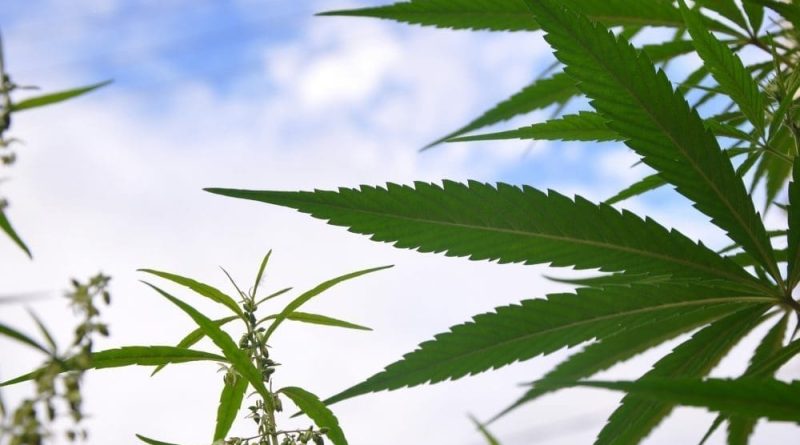 Pennsylvania Officials Are Surveying Marijuana Businesses Across The U.S. As Lawmakers Consider Enacting Legalization This Session