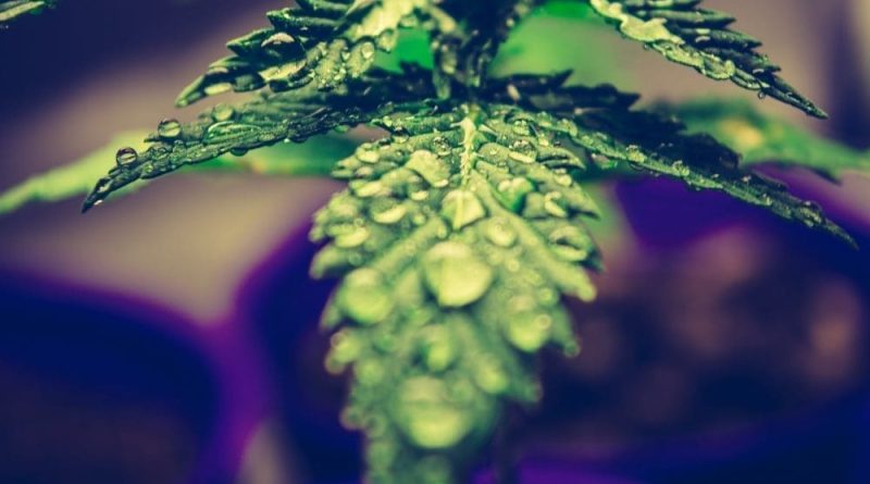 Pennsylvania lawmakers approve cannabis legalization bill (Newsletter: May 6, 2025)