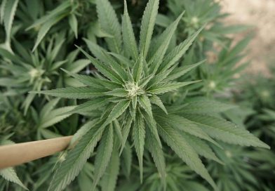 Pennsylvania’s State-Run Marijuana Model Is Not A True Path To Local Ownership (Op-Ed)