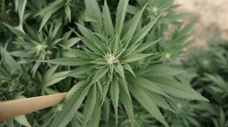 Pennsylvania’s State-Run Marijuana Model Is Not A True Path To Local Ownership (Op-Ed)