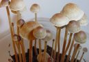 Texas Committee Approves Amended Bills To Speed Access To Psychedelic-Assisted Therapy Upon Federal Approval