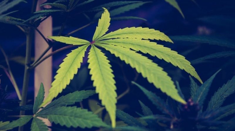Texas House Committee Approves Senate-Passed Bill To Ban Cities From Decriminalizing Marijuana
