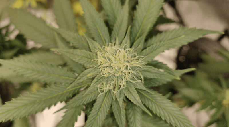 Texas Senate Passes Bill To Expand Medical Marijuana Program With New Qualifying Conditions And Dispensary Licenses