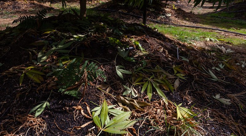 How To Prep Your Garden to Grow Pot