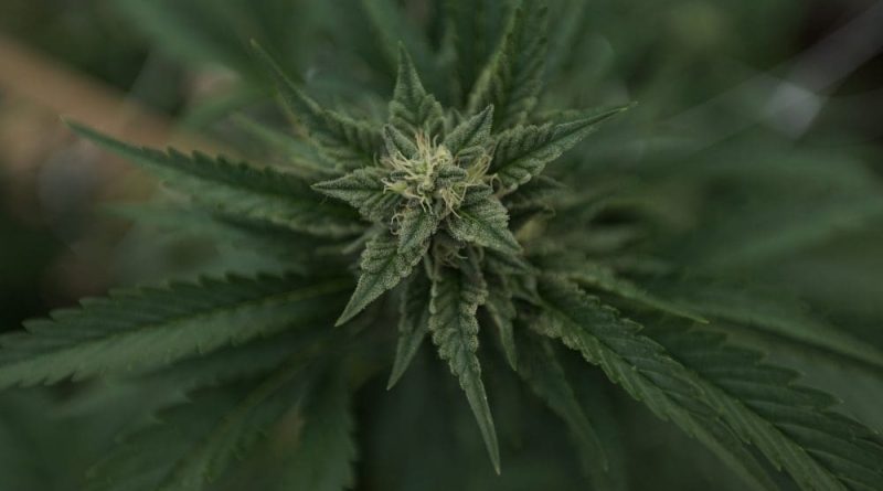 Trump DEA pick says cannabis rescheduling review is a top priority (Newsletter: May 1, 2025)