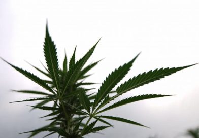 Trump U.S. Attorney Who Threatened Licensed D.C. Marijuana Dispensary Sends Mixed Signals About Respecting Local Laws