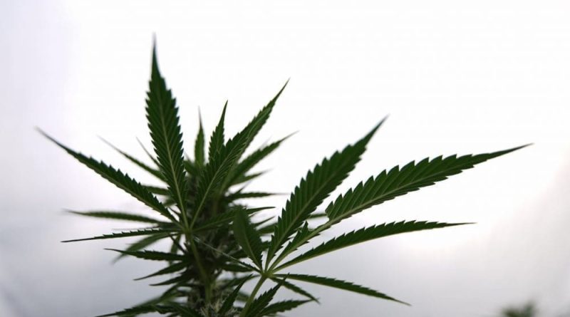 Trump U.S. Attorney Who Threatened Licensed D.C. Marijuana Dispensary Sends Mixed Signals About Respecting Local Laws
