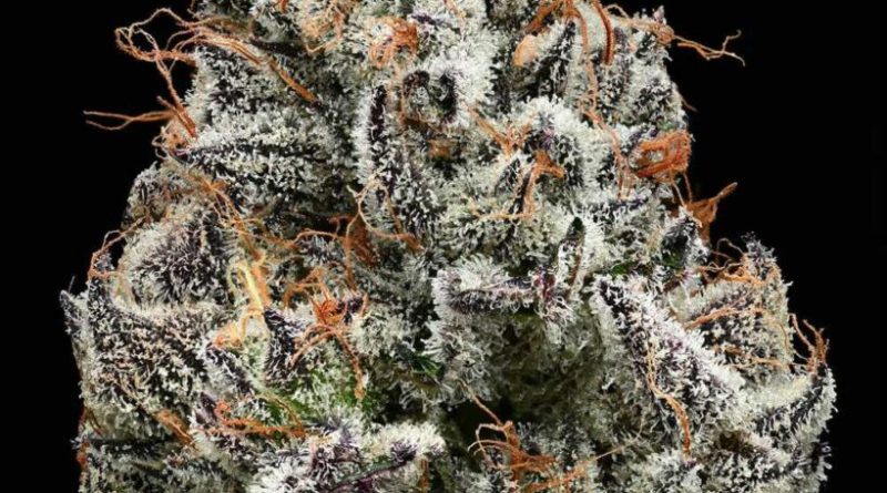 Barney’s Farm Partners With Backpackboyz on Groundbreaking Cannabis Genetics Project