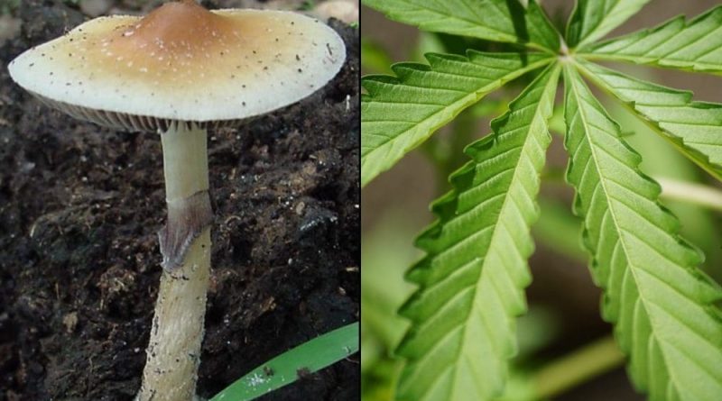 Czech Republic Lawmakers Pass Bill To Legalize Marijuana Home Cultivation And Allow Psilocybin For Medical Use