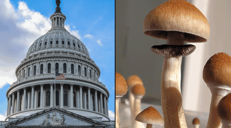 GOP Congressman 'Excited' To Advance Psychedelics Reform With 'Friendlier' Trump Administration Officials