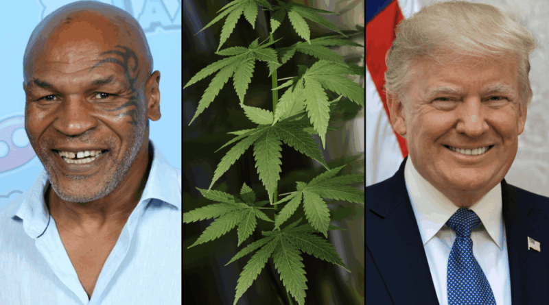 Mike Tyson And Other Celebs Push Trump To Go Further On Marijuana Than Biden By Expanding Clemency And Enacting Rescheduling
