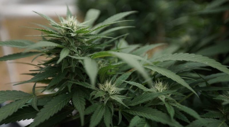 Newly IDed cannabis genetic markers could lead to “enhanced” strains (Newsletter: June 4, 2025)