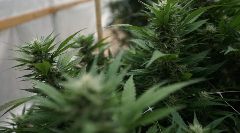 Only One European Country's Cannabis Policy Is Actually Undermining The Illicit Market (Op-Ed)