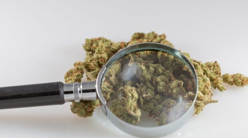 Scientists Find 33 Genetic Markers In Marijuana That Can Be Targeted To Breed New 'Enhanced' Strains 'Tailored For Medical And Recreational Uses'