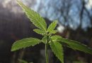 The Cannabis And Hemp Industries Need To Act Like Movements—Not Markets—To Score Political Wins (Op-Ed)