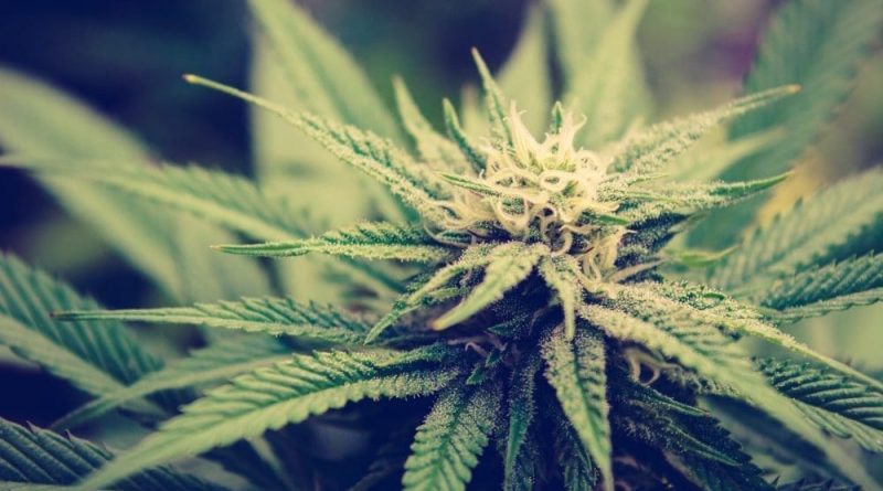 Cannabis rescheduling is still on hold under Trump, DEA says (Newsletter: July 9, 2025)