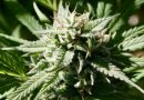 DEA Says Marijuana Rescheduling Process Is Still Stalled Six Months Into Trump Administration