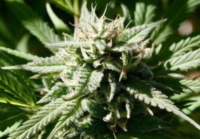 DEA Says Marijuana Rescheduling Process Is Still Stalled Six Months Into Trump Administration