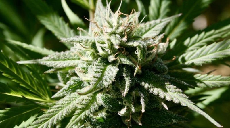 DEA Says Marijuana Rescheduling Process Is Still Stalled Six Months Into Trump Administration