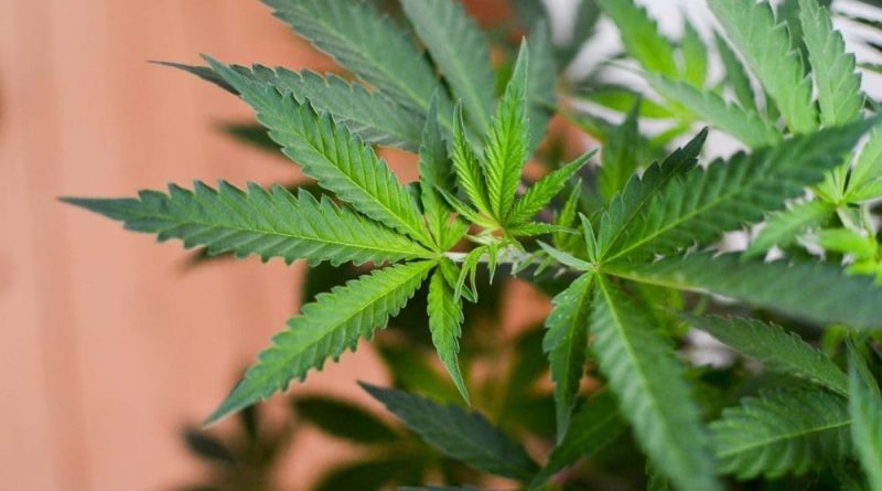 Florida Marijuana Campaign Has Collected Nearly 70 Percent Of Signatures Needed To Put Legalization Initiative On 2026 Ballot, State Data Shows