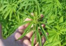 GOP Senator Successfully Blocks Federal Hemp THC Ban In Key Spending Bill