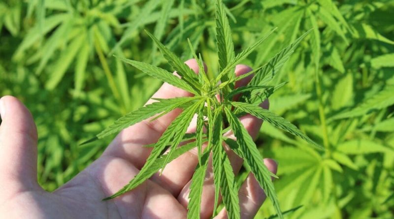 GOP Senator Successfully Blocks Federal Hemp THC Ban In Key Spending Bill