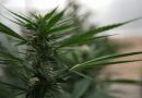 House bill would "destroy" hemp industry, GOP senator says (Newsletter: July 1, 2025)