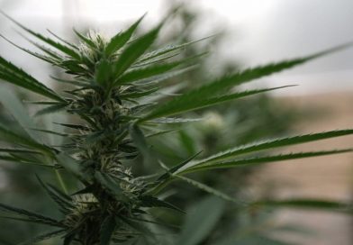 House bill would "destroy" hemp industry, GOP senator says (Newsletter: July 1, 2025)