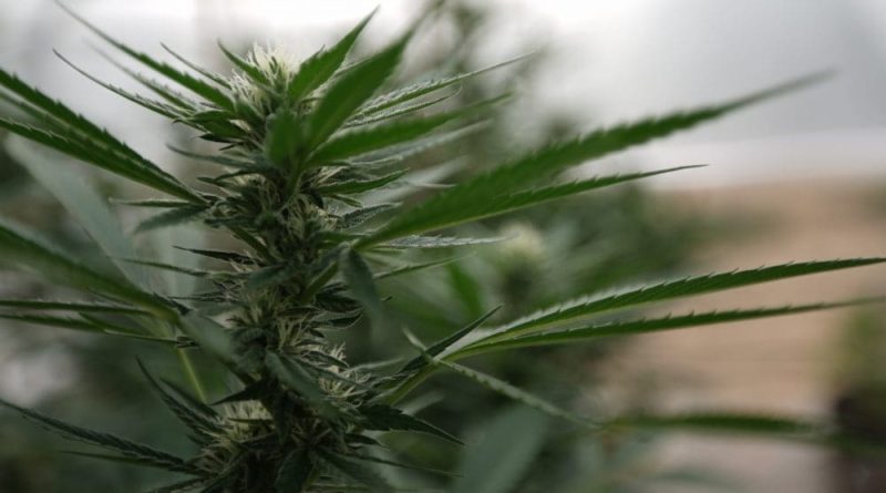 House bill would "destroy" hemp industry, GOP senator says (Newsletter: July 1, 2025)