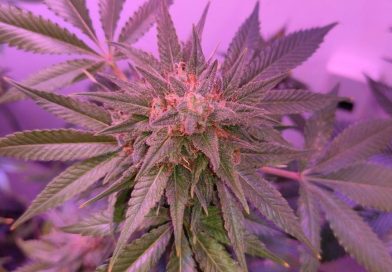 Marijuana Use Is Tied To 'Significantly Higher Sexual Desire And Arousal,' New Study Shows