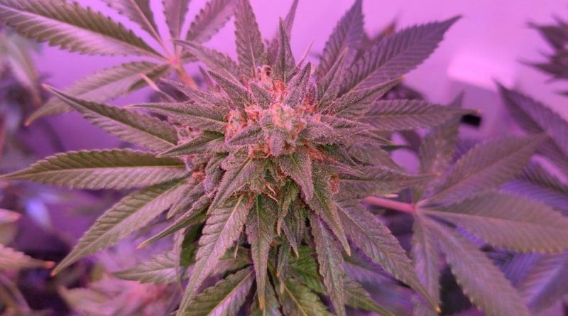 Marijuana Use Is Tied To 'Significantly Higher Sexual Desire And Arousal,' New Study Shows