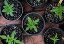 cannabis pots and plants