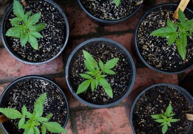 cannabis pots and plants