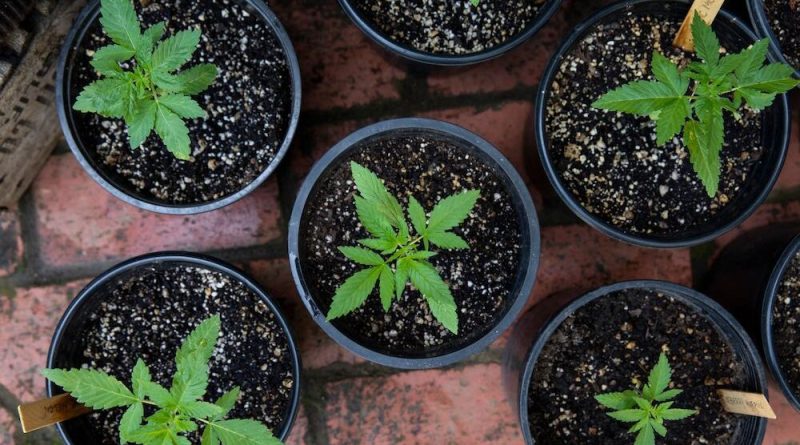 cannabis pots and plants