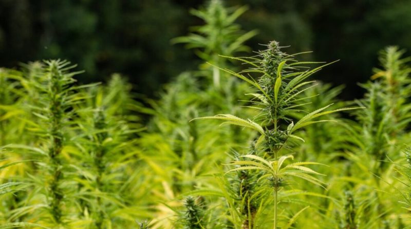 Using Hemp Flour And Oil Can Make Gluten-Free Baked Goods With 'Optimal' Texture And 'Significant' Nutrition, Study Shows
