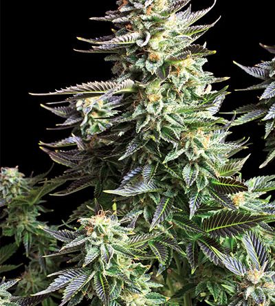 Amnesia Haze Plant
