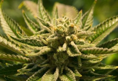 What Gives Marijuana Strains Their Distinctive Smells And Flavors? A New Scientific Review Sheds Light