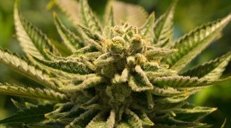 What Gives Marijuana Strains Their Distinctive Smells And Flavors? A New Scientific Review Sheds Light