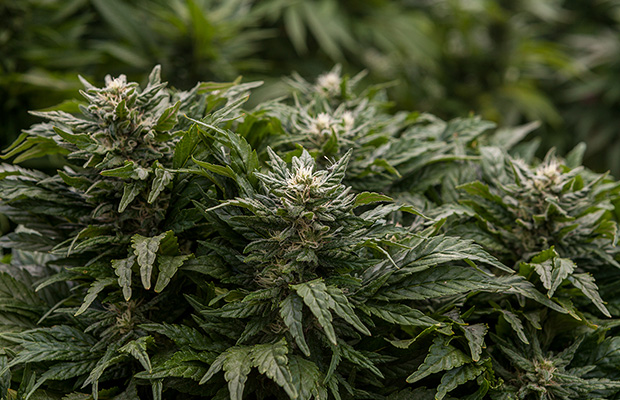 Treating diseases with medical marijuana