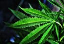 After Delaware Governor Vetoes Bill To Block Restrictive Marijuana Zoning Rules, Senator Says He 'Lied' About A Deal To Enact It